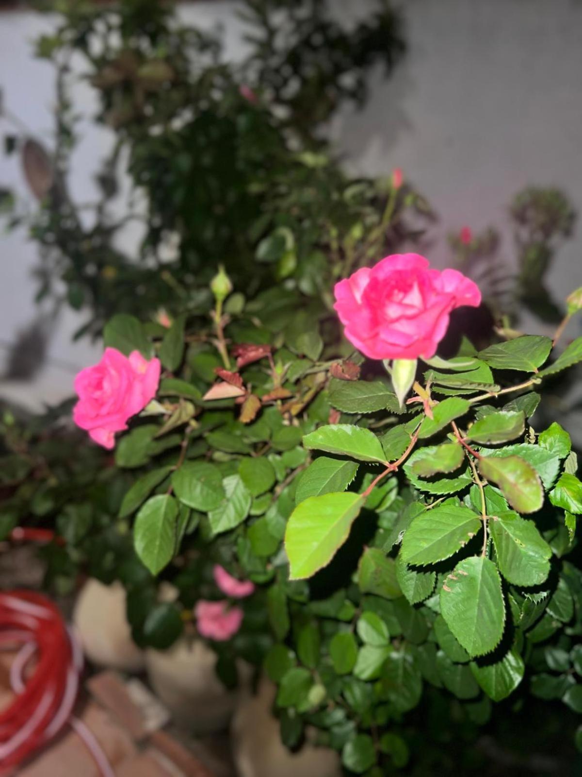 Hotel Rosa Dei Venti Cagliari Zewnętrze zdjęcie